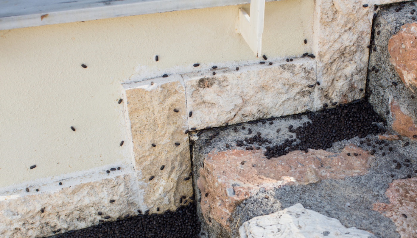 Infestation au Mans : qui contacter quand on découvre un nid d’insectes ?
